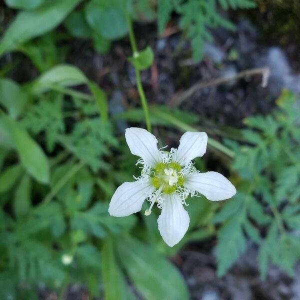 Parnassia fimbriata ᱵᱟᱦᱟ