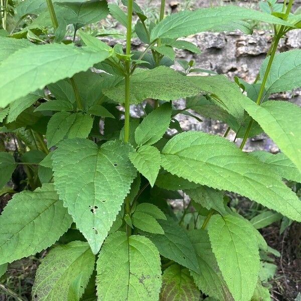 Scrophularia marilandica Leaf