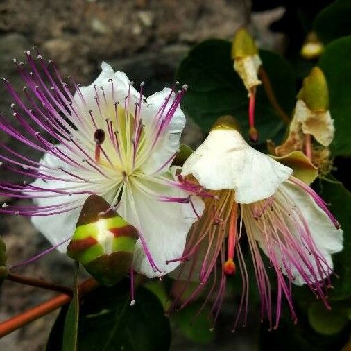 Capparis spinosa 花