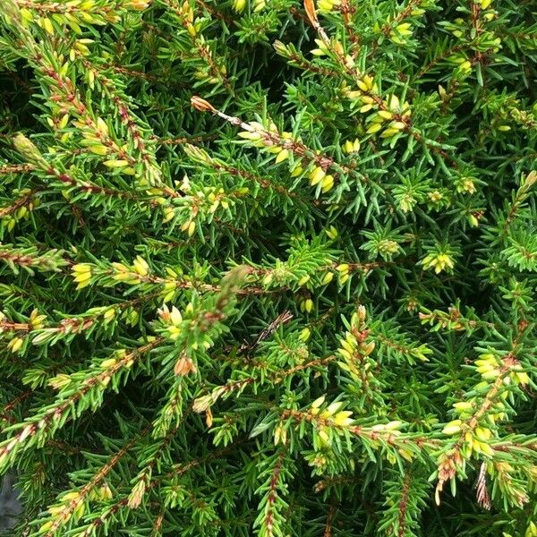 Erica erigena Leaf