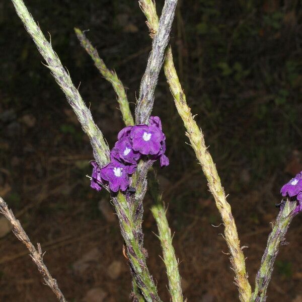 Stachytarpheta jamaicensis ফুল