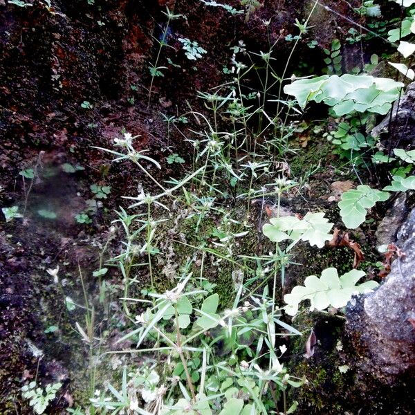 Monechma ciliatum 整株植物