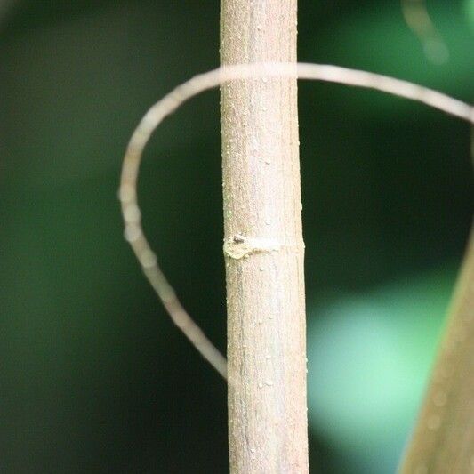 Boehmeria japonica Bark