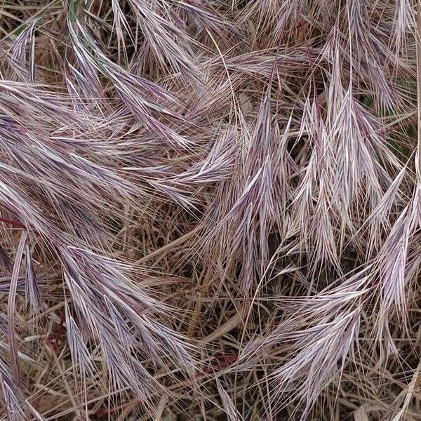 Bromus diandrus Fruit