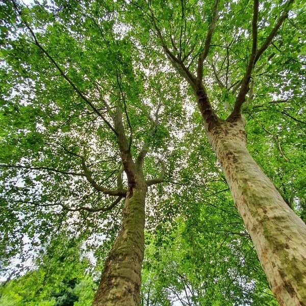 Populus tremula Casca