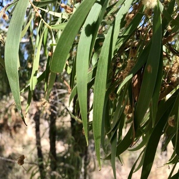 Acacia salicina Blatt