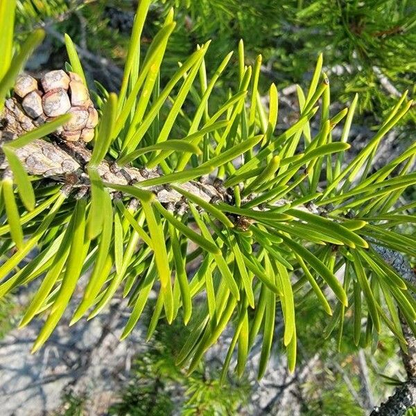 Pinus banksiana 葉