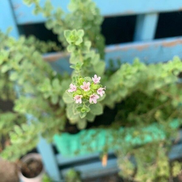 Origanum majorana Flower