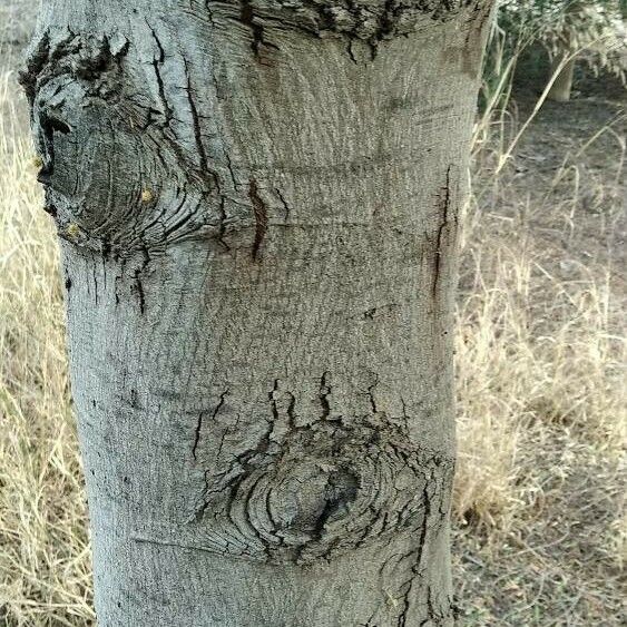 Acacia mearnsii Bark