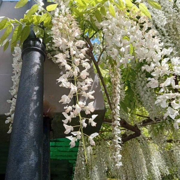 Wisteria floribunda Flower