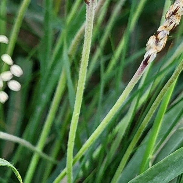 Plantago albicans 樹皮