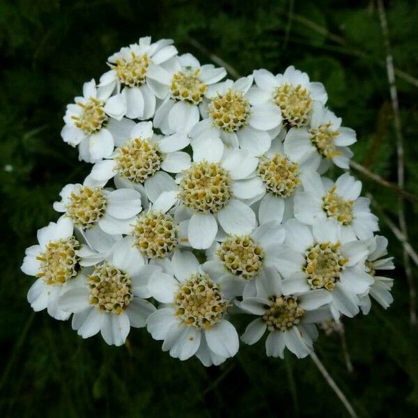 Achillea clusiana Kvet