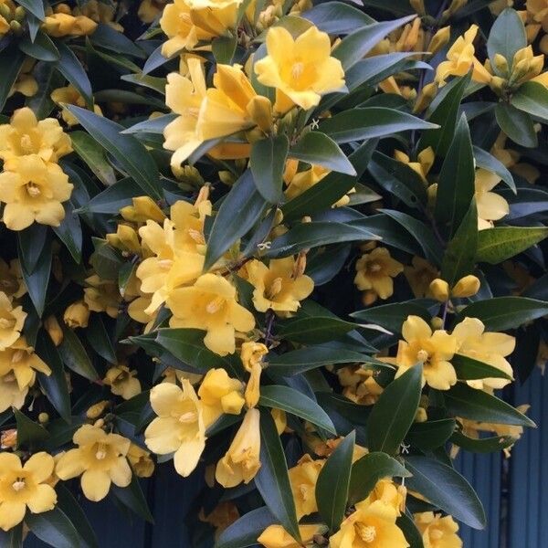 Gelsemium sempervirens Flower