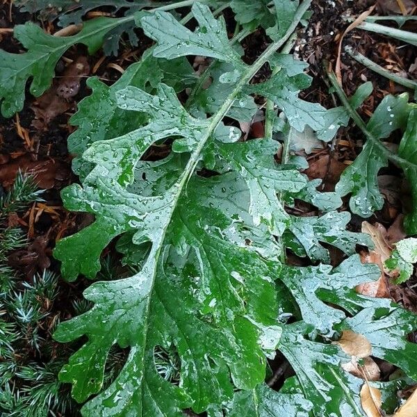 Senecio doria Blatt