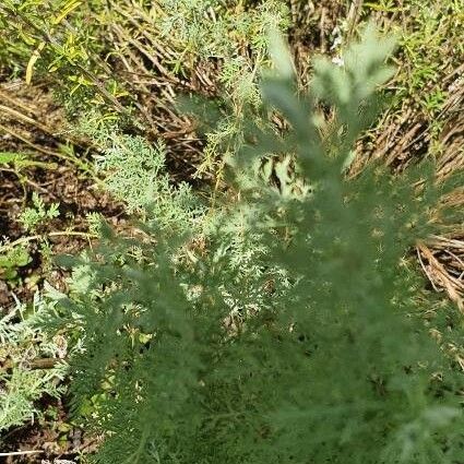 Artemisia pontica Leht