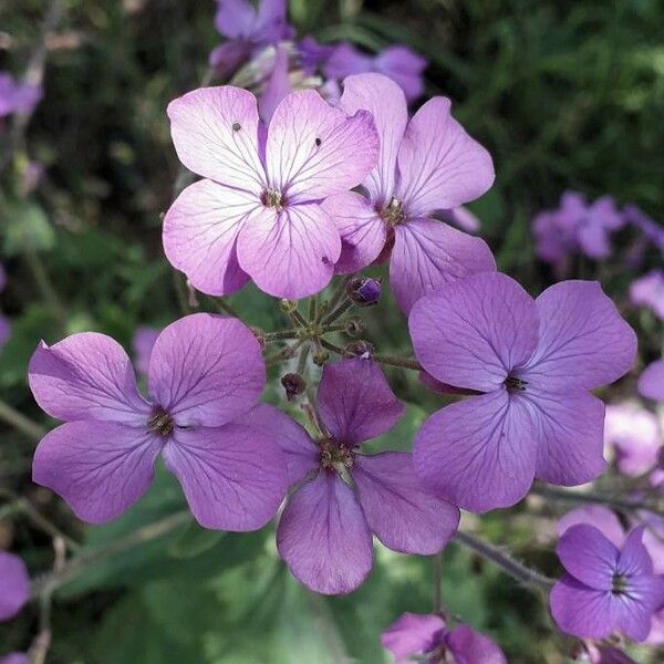 Lunaria annua Flor