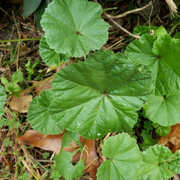 Malva pusilla Leaf