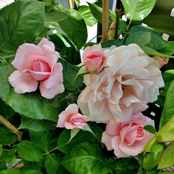 Rosa chinensis फूल