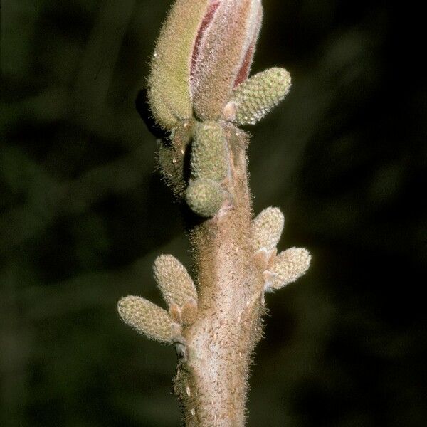 Juglans mandshurica Flower