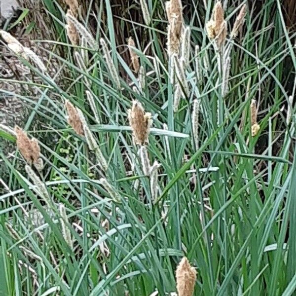 Carex acutiformis عادت