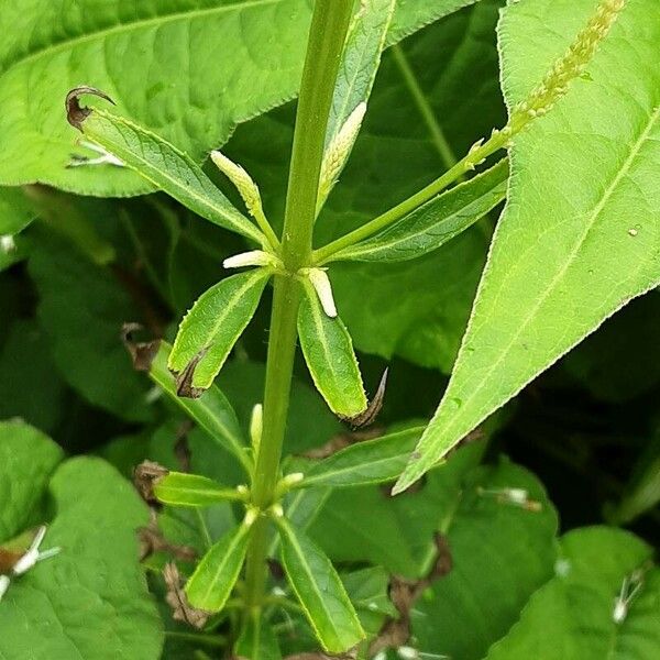 Veronicastrum virginicum Žievė