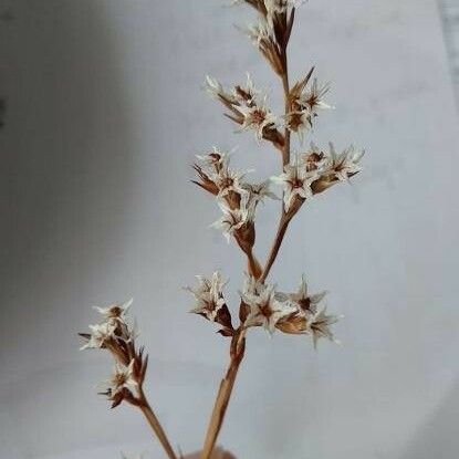 Goniolimon tataricum 花