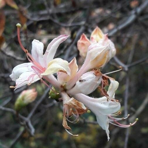 Rhododendron periclymenoides Blomma