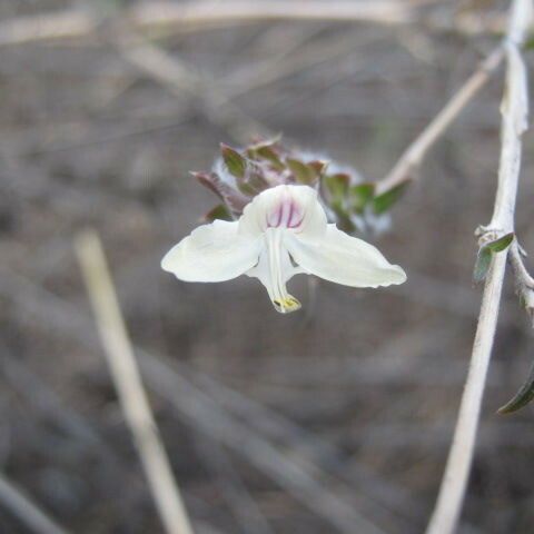 Tetramerium nervosum Fiore