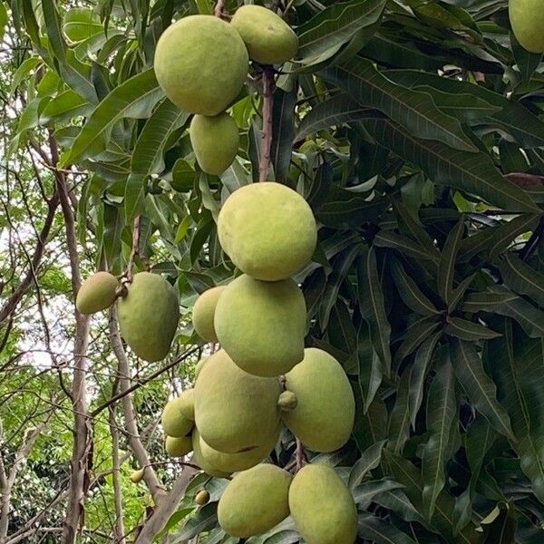 Mangifera indica 果