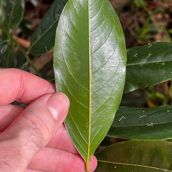 Castanospermum australe Leaf