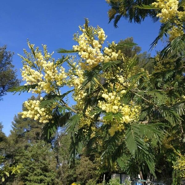 Acacia mearnsii Flower