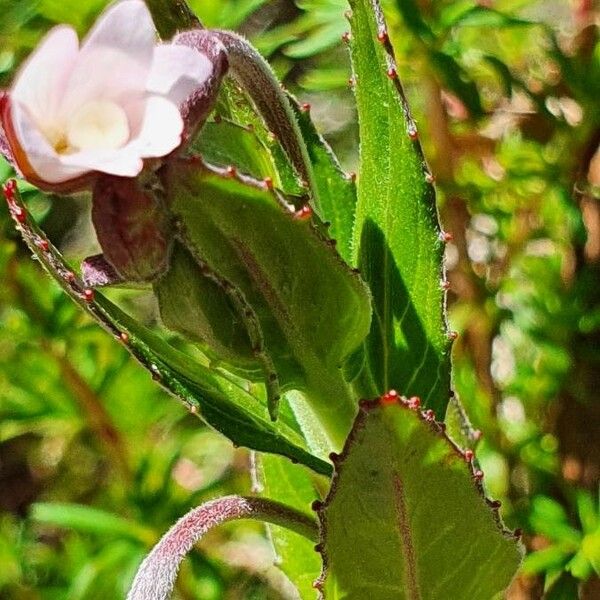 Epilobium stereophyllum List