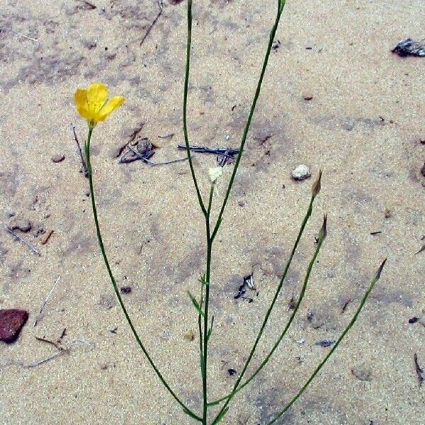 Linum aristatum Staniste