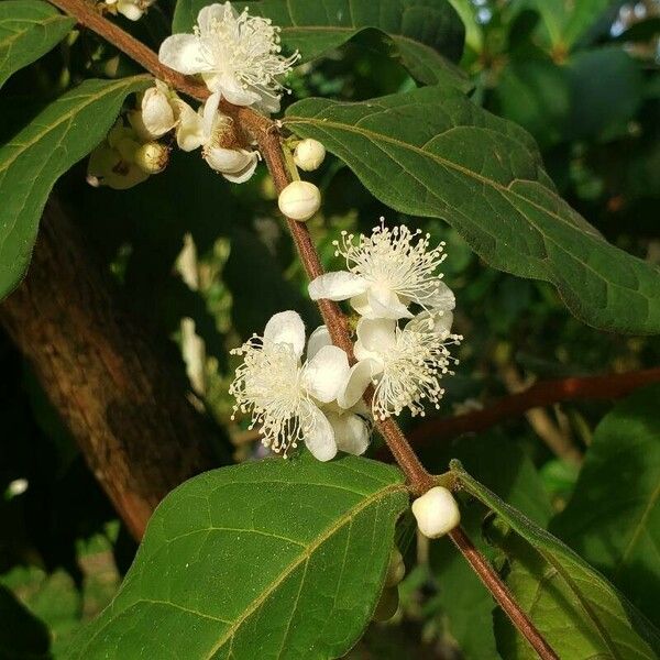 Eugenia stipitata Flors