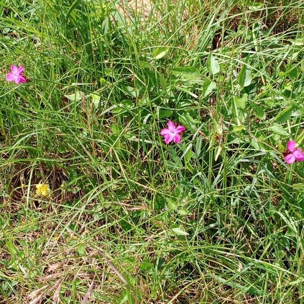 Dianthus carthusianorum Tervik taim