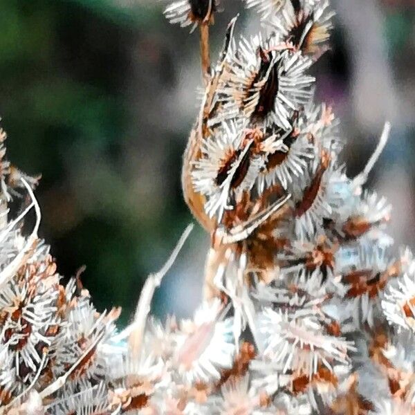 Daucus carota Fruit