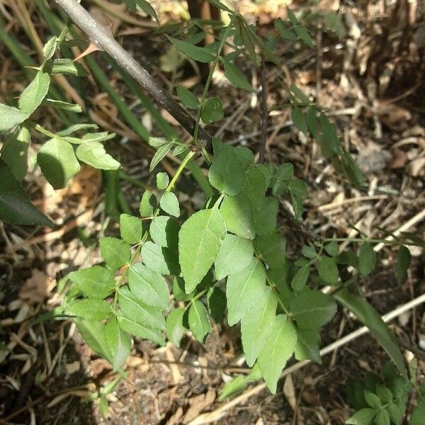 Zanthoxylum bungeanum Leaf