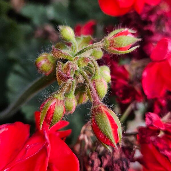 Pelargonium zonale Květ