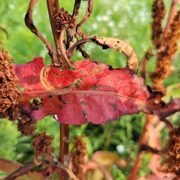 Rumex aquaticus Ліст