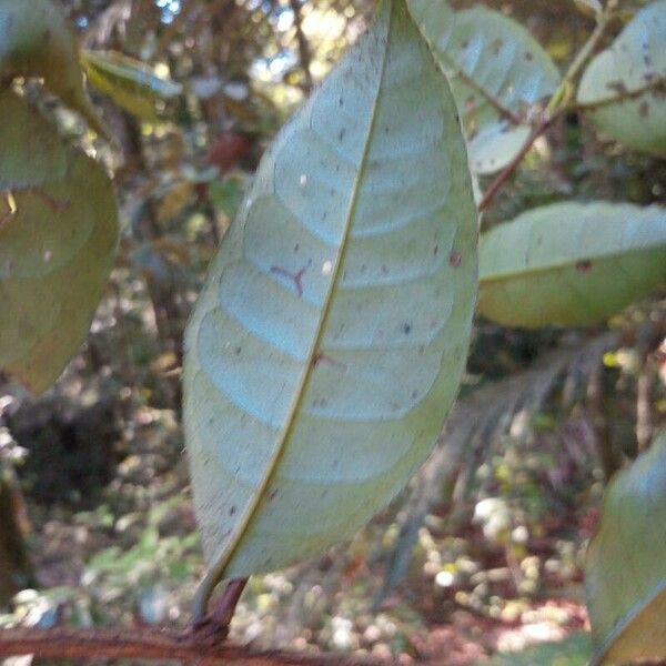Vismia ramuliflora Leaf
