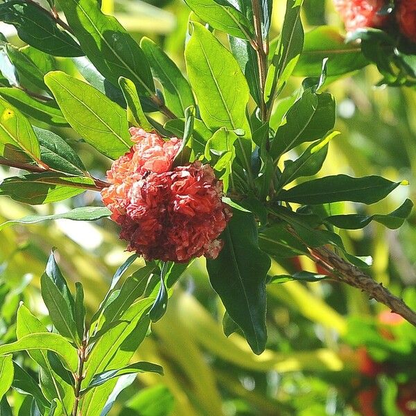 Brownea grandiceps Квітка