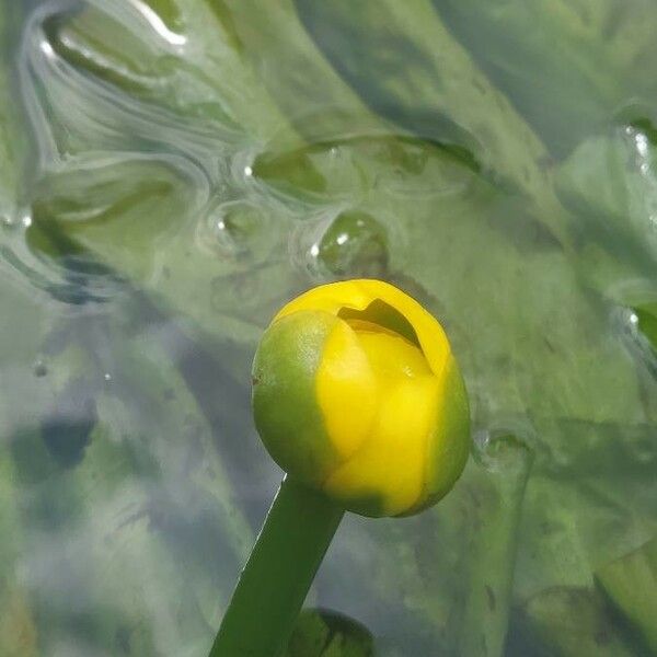 Nuphar lutea Flor