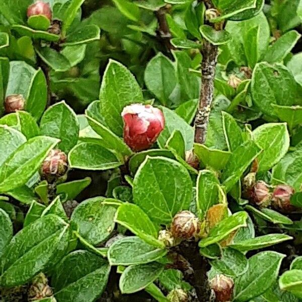 Cotoneaster horizontalis Květ