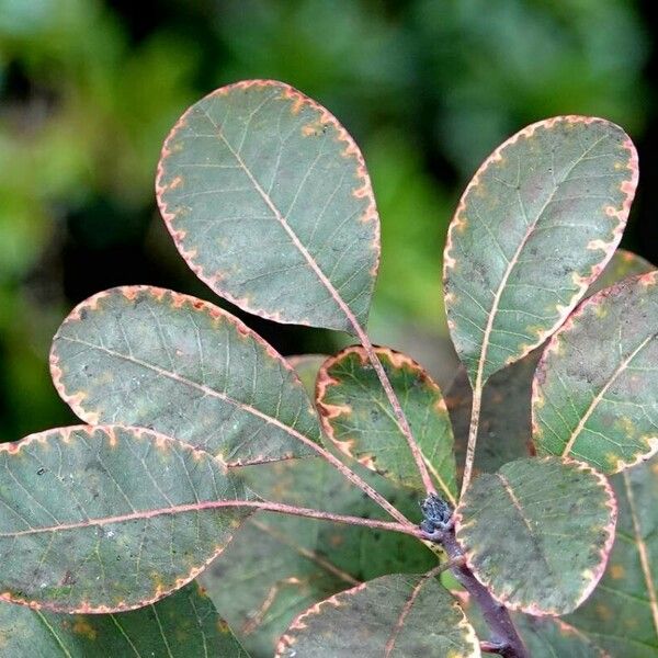 Cotinus obovatus 葉