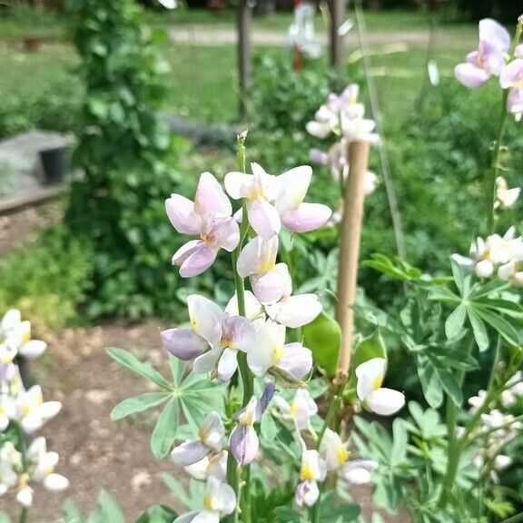 Lupinus mutabilis Blodyn