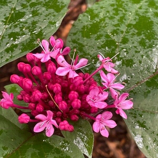 Clerodendrum bungei Flors