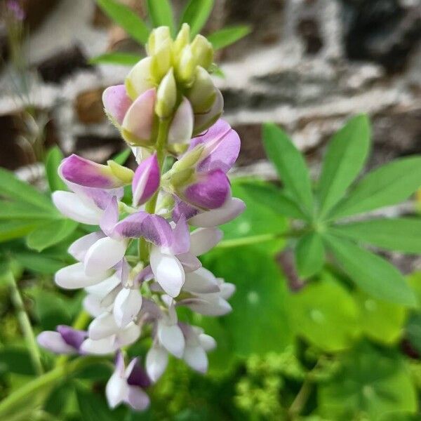 Lupinus albus Žiedas