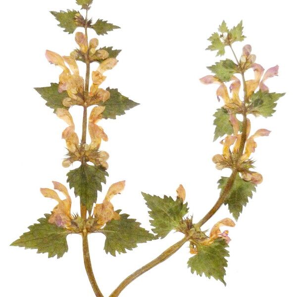 Lamium maculatum পাতা