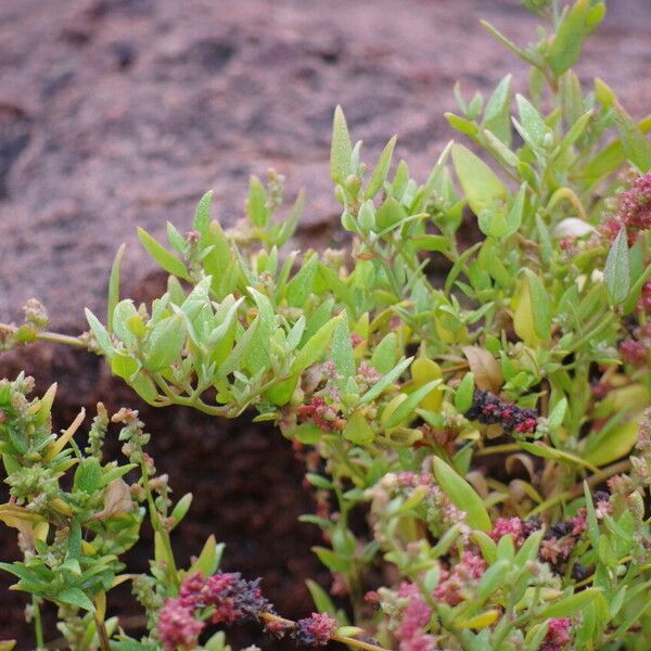 Oxybasis chenopodioides Blad