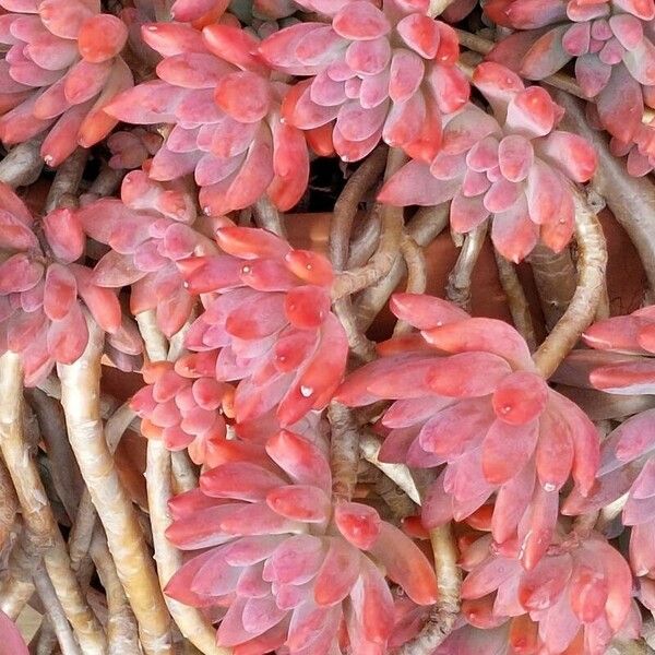 Sedum pachyphyllum Blad